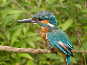 vodomec (Alcedo atthis)-